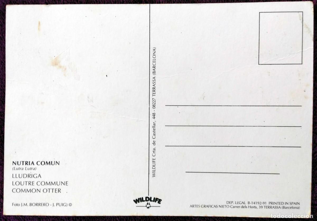 Postales: POSTAL WILDLIFE - NUTRIAS COMUNES (1991) - Foto 2