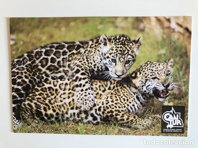 Postales: Postal Turismo Cantabria - Parque Natural de Cabarceno -Jaguares