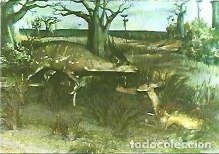 Postales: Angola ** & Postal, Museo de Historia Natural, Golungo, Busbuck, tragelaphus scriptus (68878)