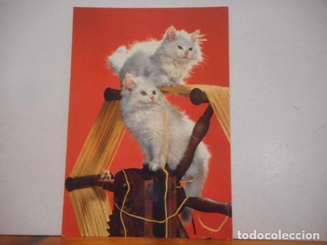Postkarten: BONITA POSTAL NUEVA. BONITOS GATOS