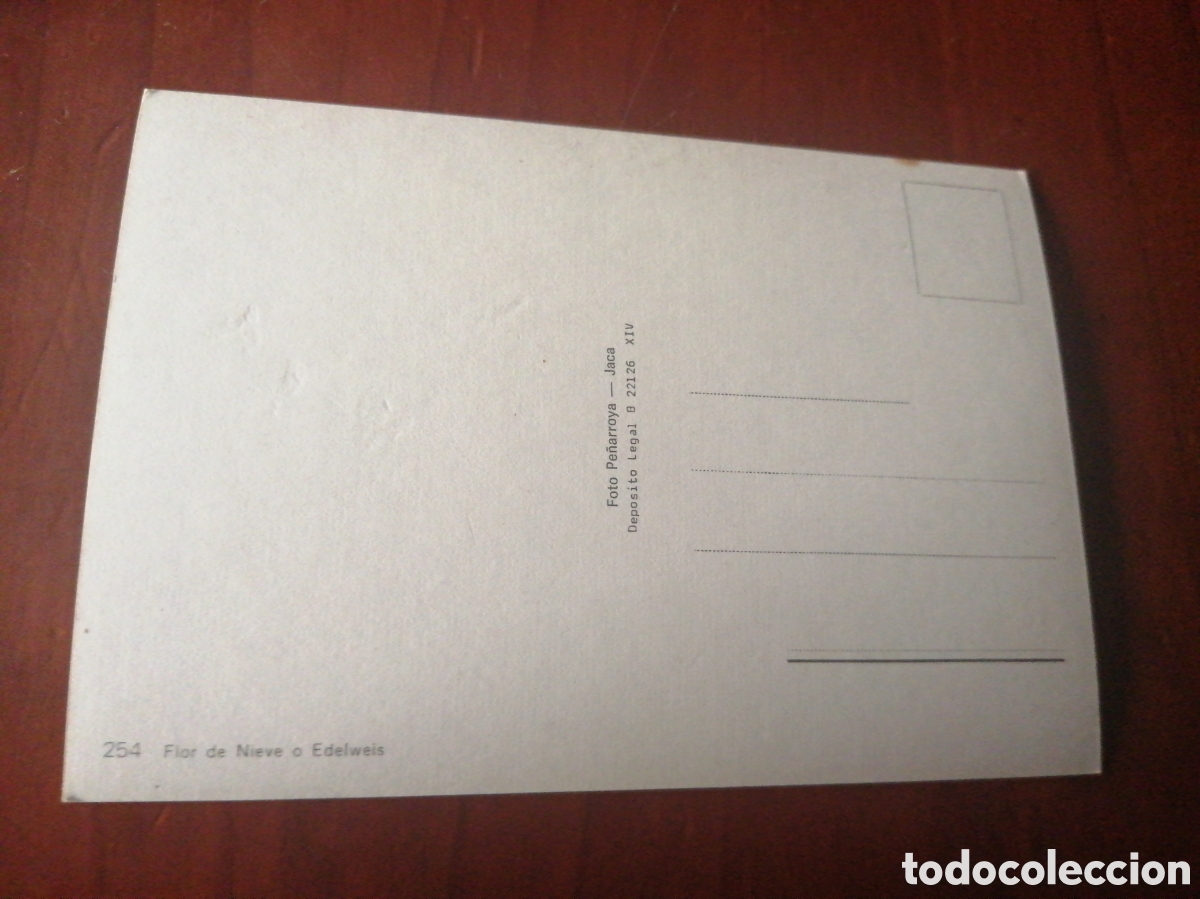 Postales: POSTAL 254 FLOR DE NIEVE O EDELWEIS - Foto 2