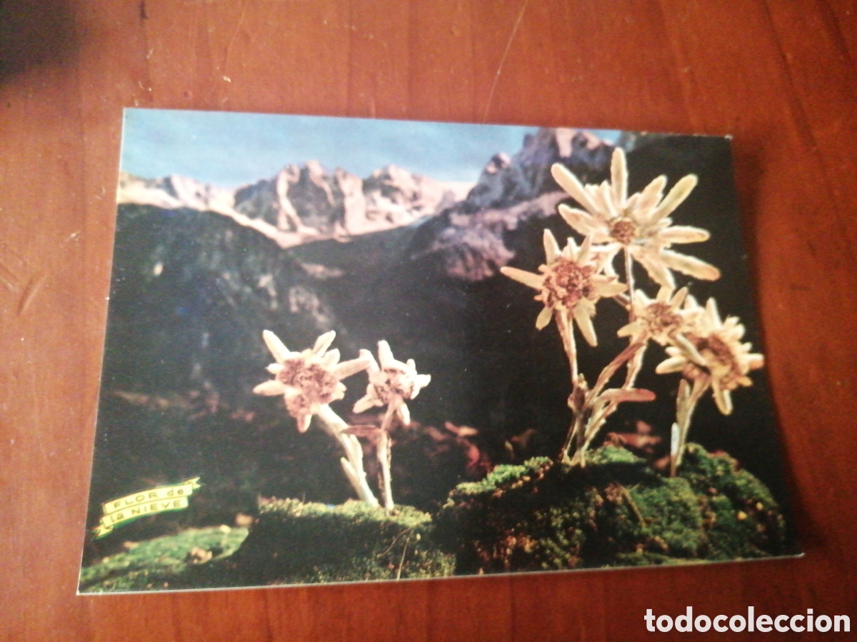 Postales: POSTAL 254 FLOR DE NIEVE O EDELWEIS