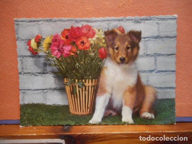 Postcards: BONITA POSTAL CIRCULADA. MASCOTA
