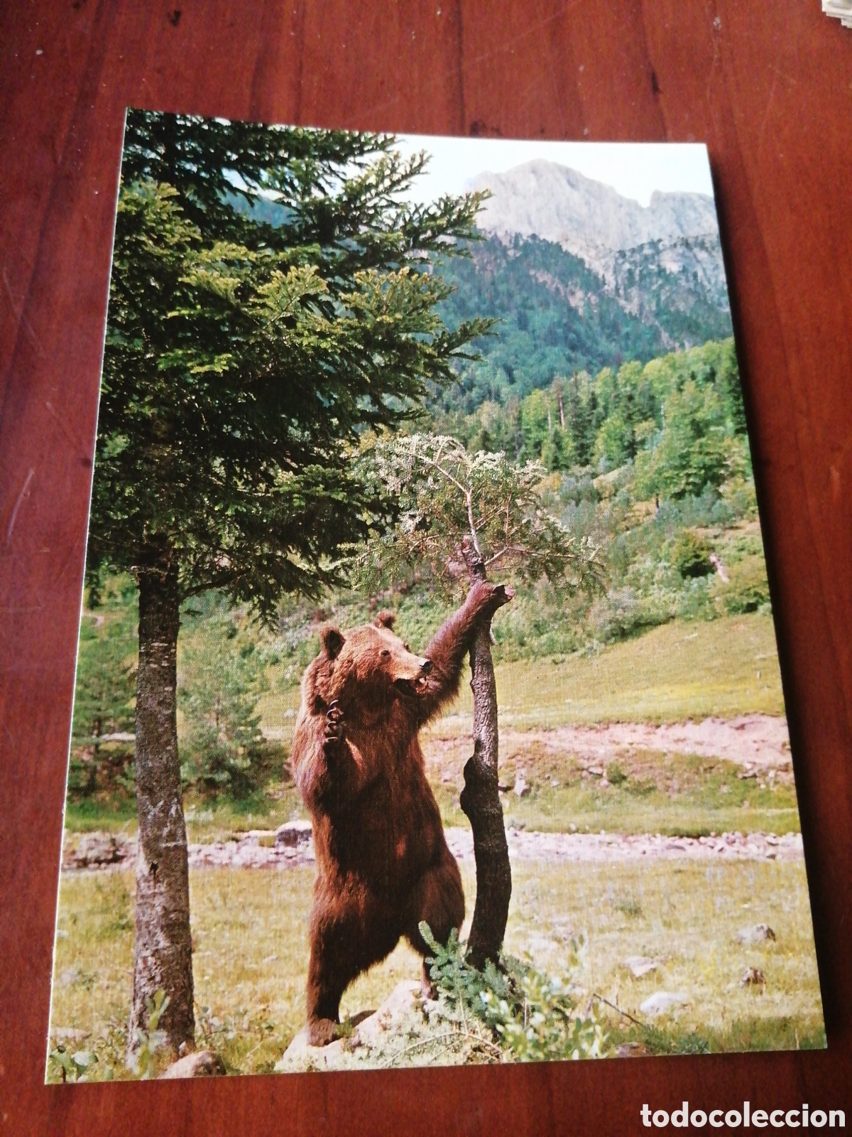 Postais: POSTAL N &ordm; 5 HECHO PIRINEO ARAGONES OSO URSUS ARCTOS PYRENAICUS DE OCTUBRE A FEBRERO