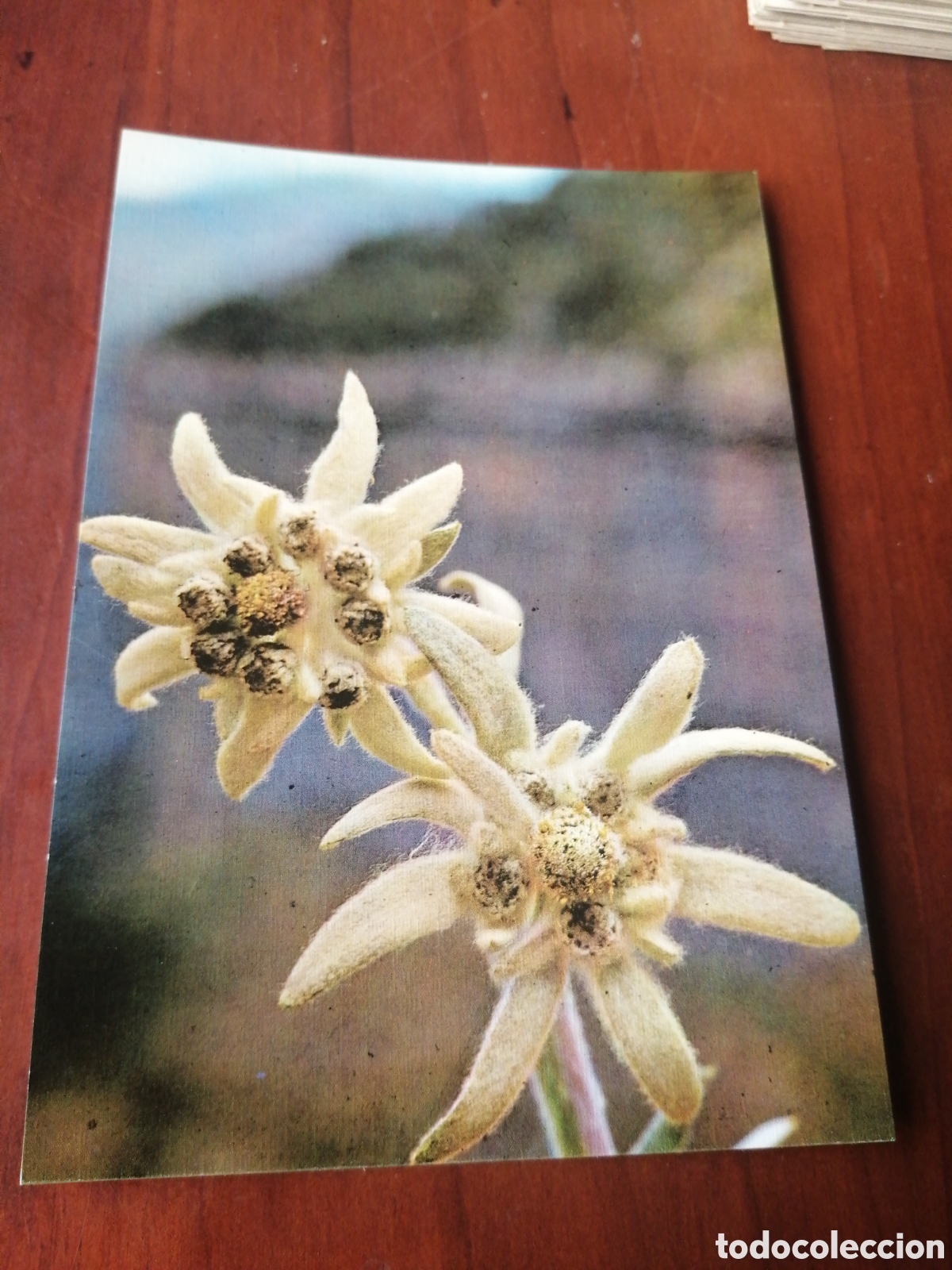 Postales: POSTAL FLOR DE NIEVE EDELWEIS