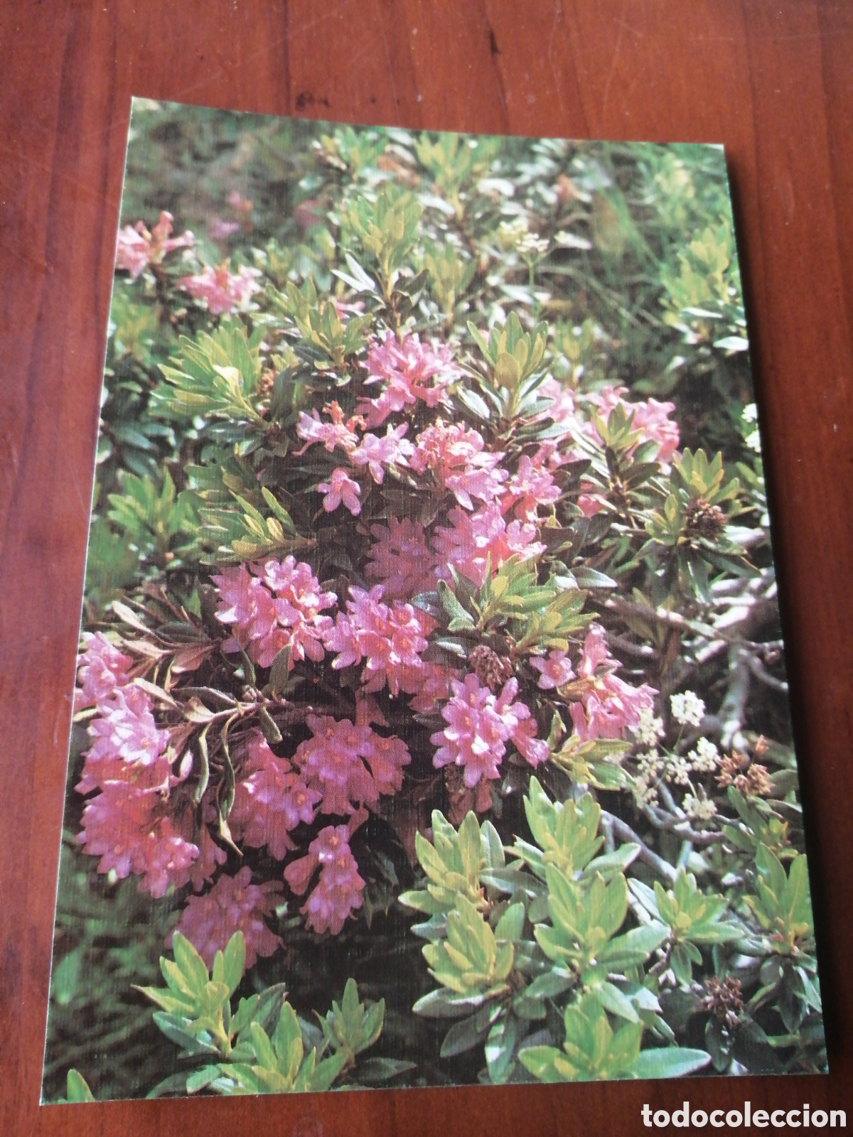 Postales: POSTAL FLORA PIRENAICA RODODENDRO
