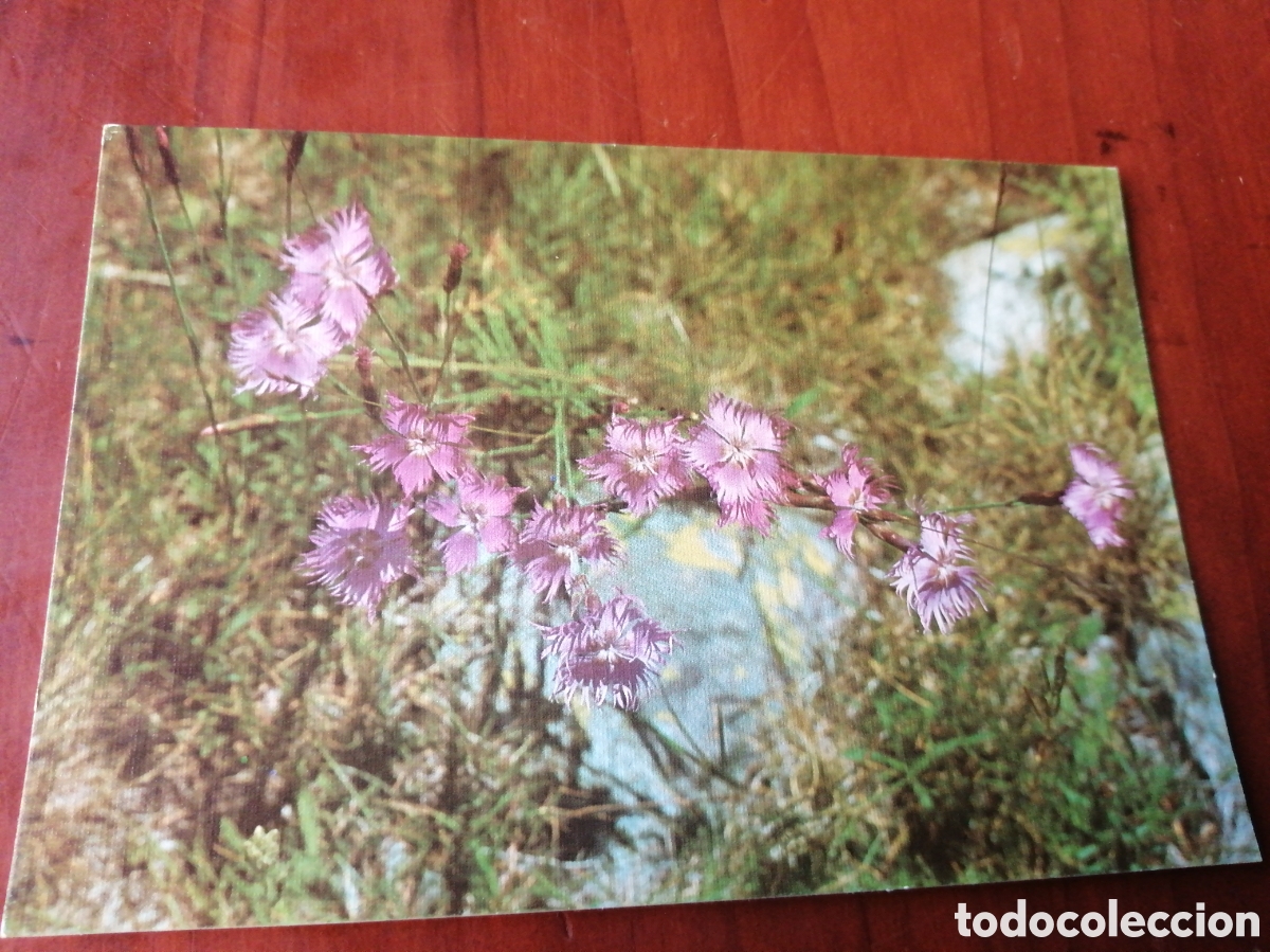 Postales: POSTAL FLORA PIRENAICA CLAVELINA PIRENAICA