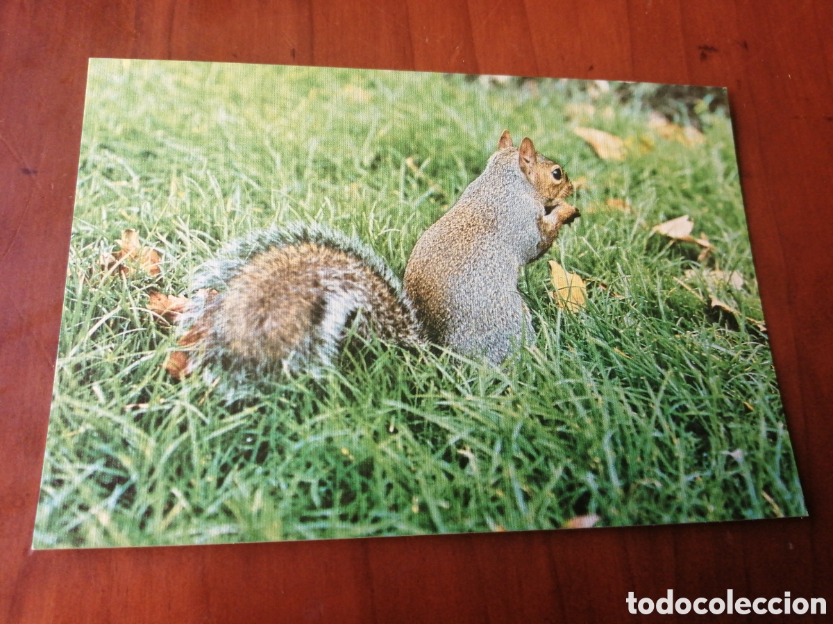 Postales: POSTAL FAUNA Y FLORA PIRENAICA ARDILLA