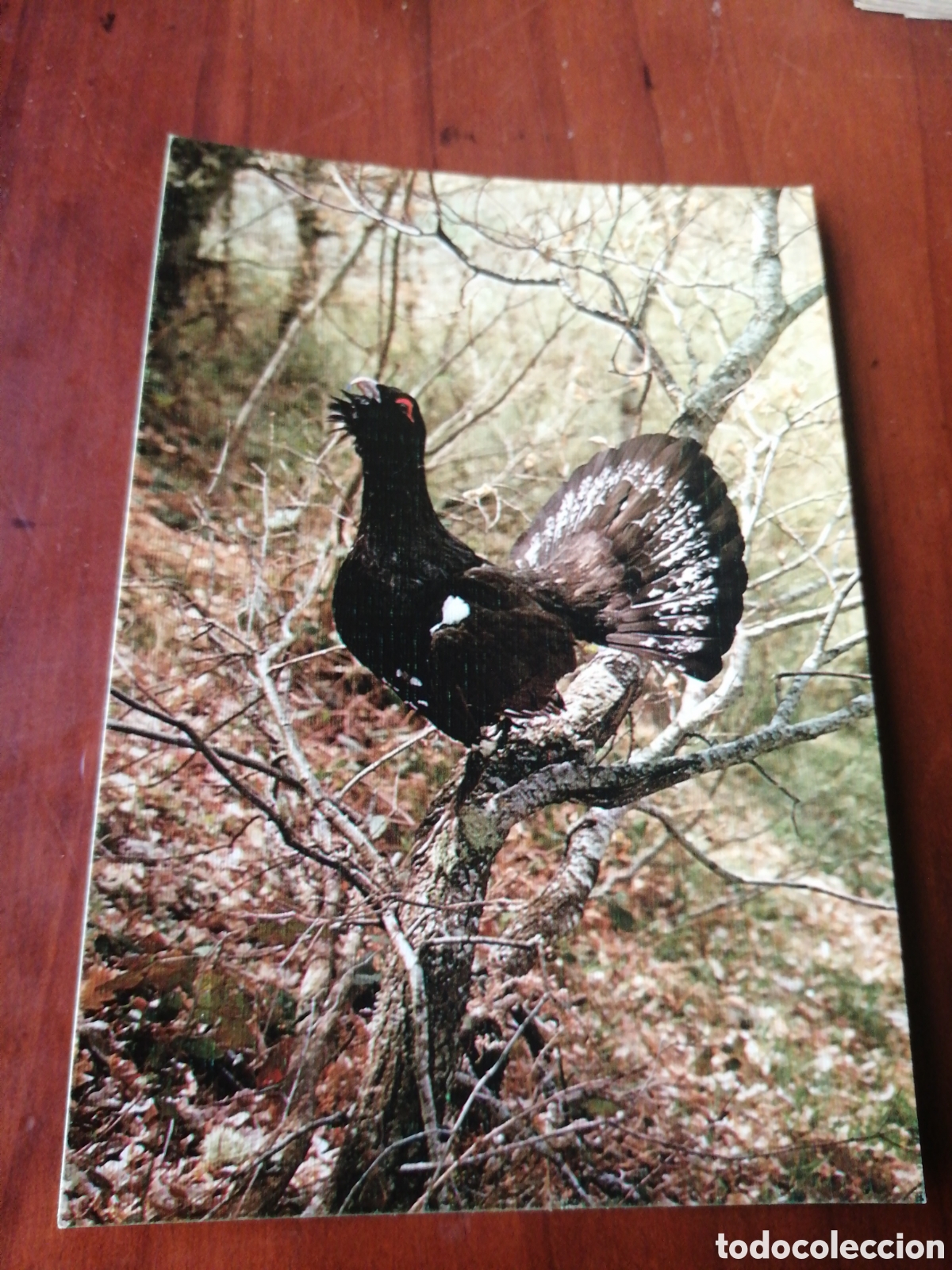 Postales: POSTAL FAUNA IBERICA URUGALLO