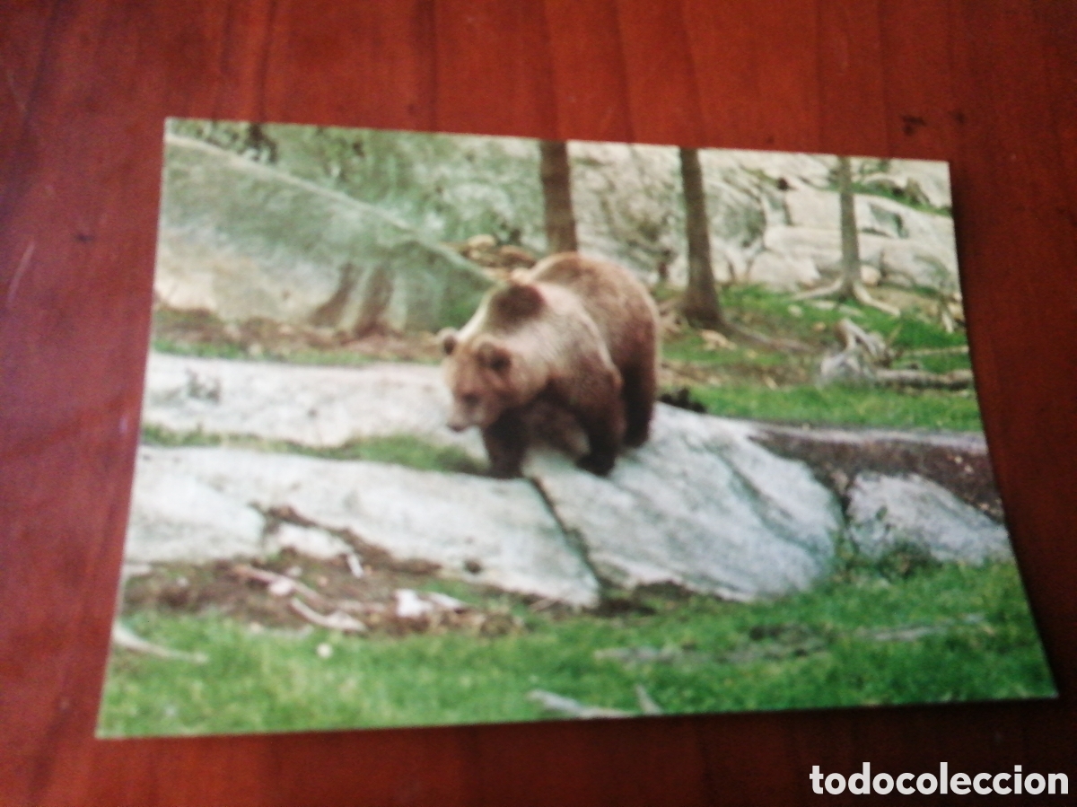 Postales: POSTAL FAUNA IBERICA URSUS - ARCIOS OSO