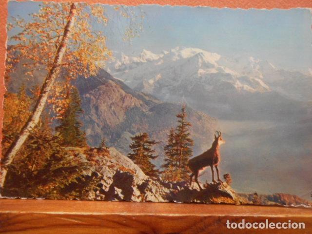 Postales: BONITA POSTAL CIRCULADA. CHAMOIS DANS LES HAUTES-ALPES