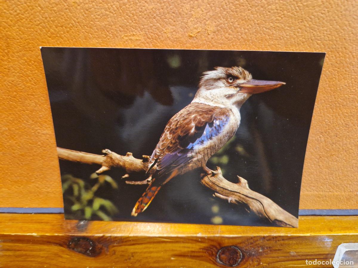 Cartes Postales: BONITA POSTAL NUEVA. THE KOOKABURRAS BELONG