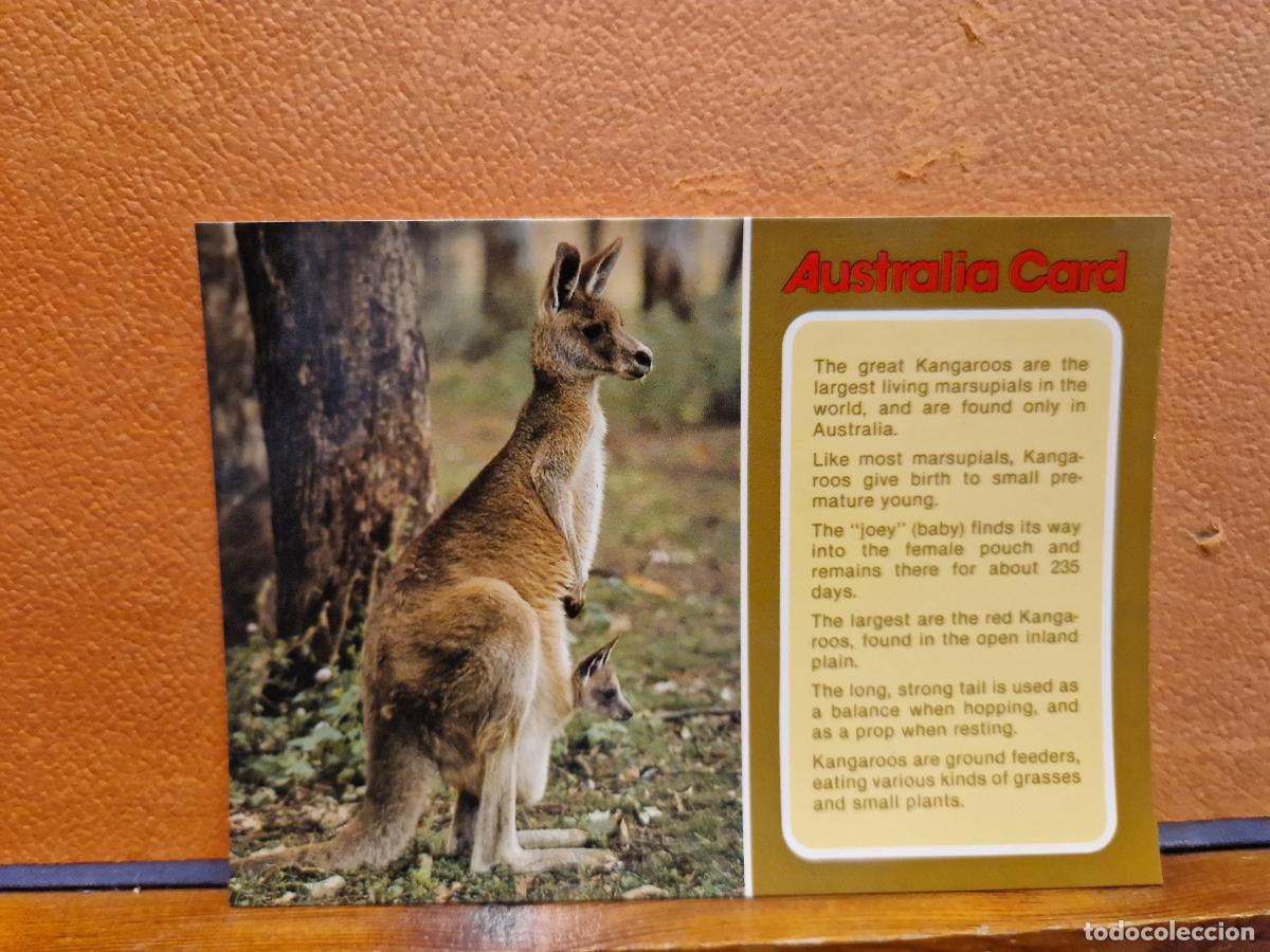 Postales: BONITA POSTAL NUEVA. AUSTRALIA CARD - Foto 1