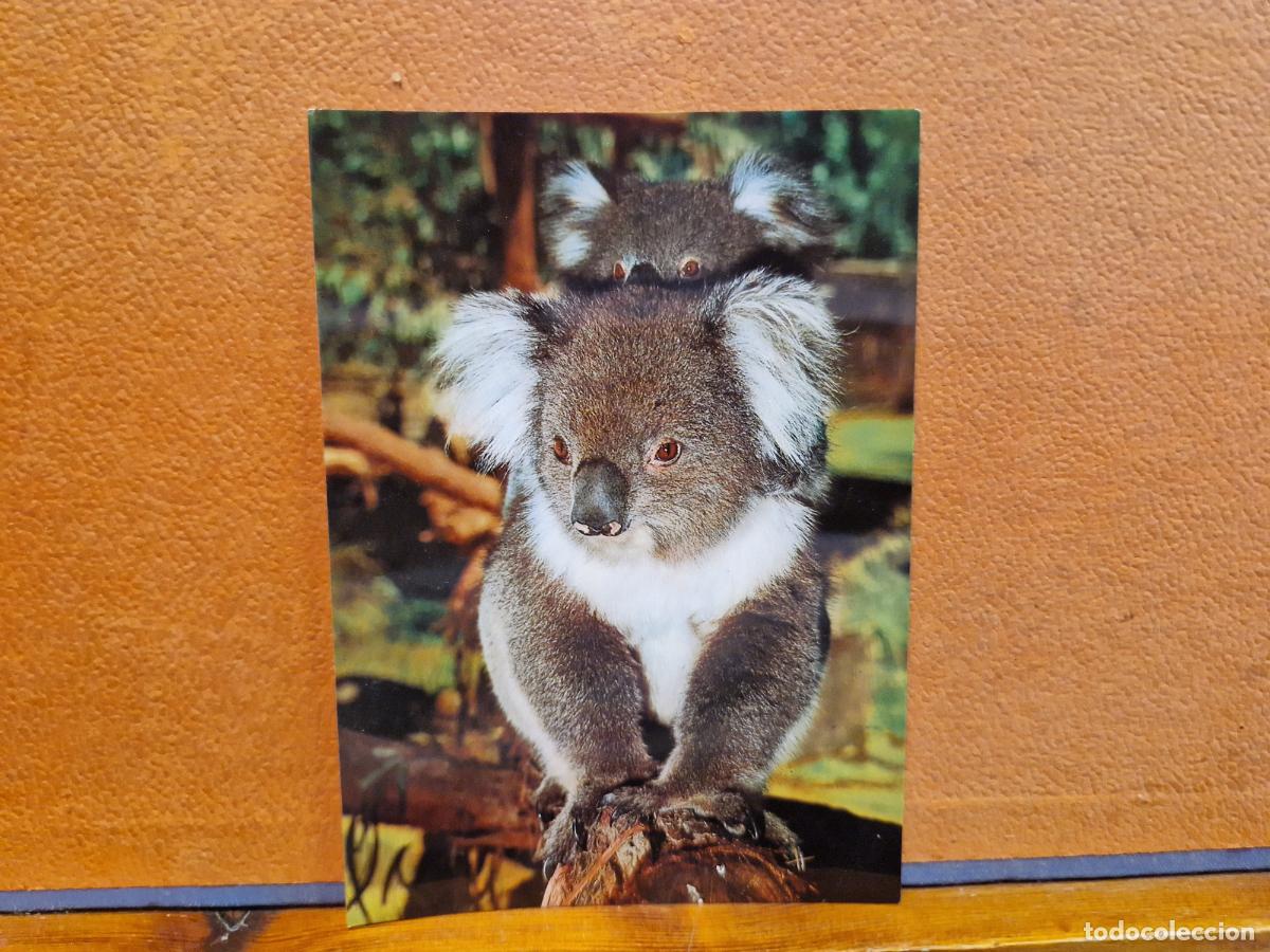 Postales: BONITA POSTAL NUEVA. KOALA AND YOUNG - Foto 1