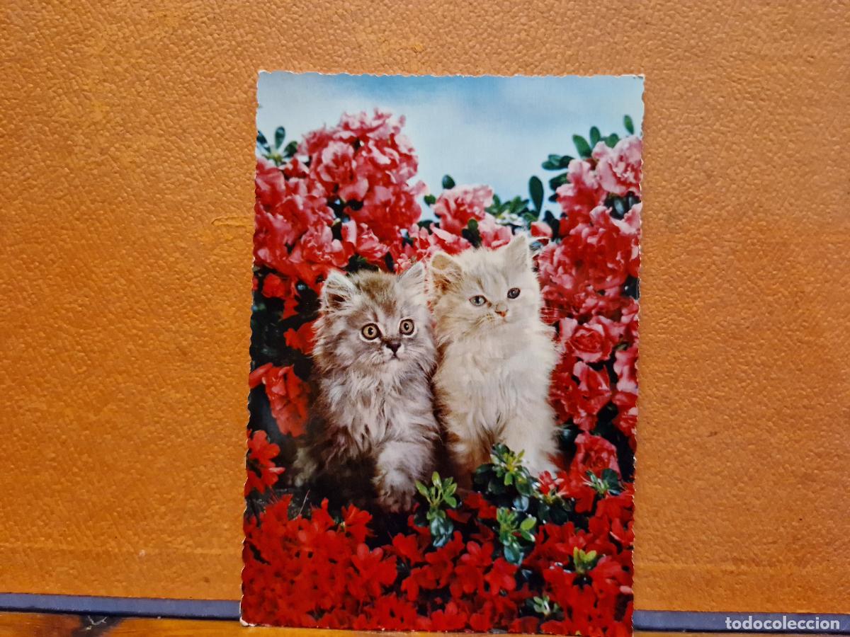 Postales: BONITA POSTAL CIRCULADA. GATOS