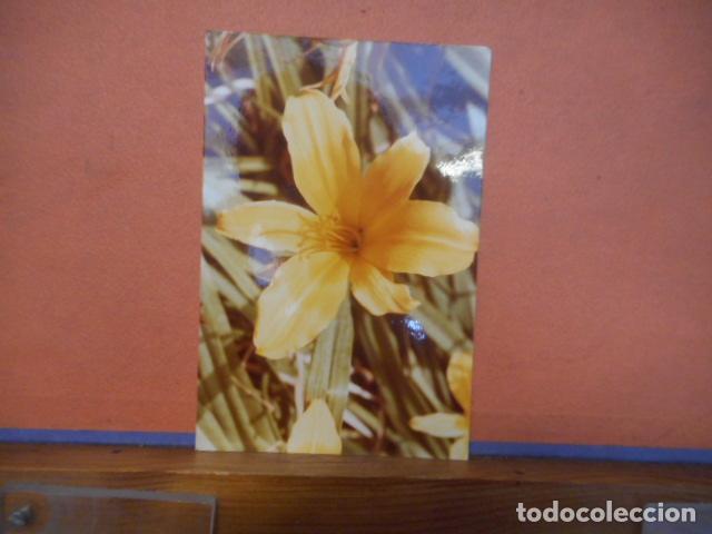 Cartes Postales: BONITA POSTAL NUEVA. LIRIO AMARILLO