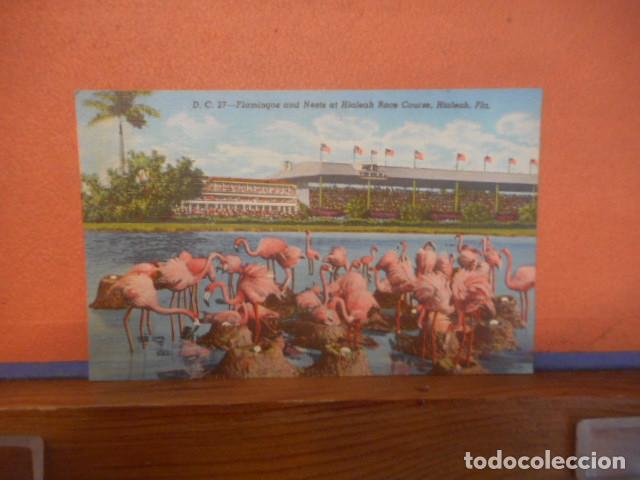 Cartes Postales: BONITA POSTAL CIRCULADA. THE FAMOUS FLOCK OF FLAMINGOS