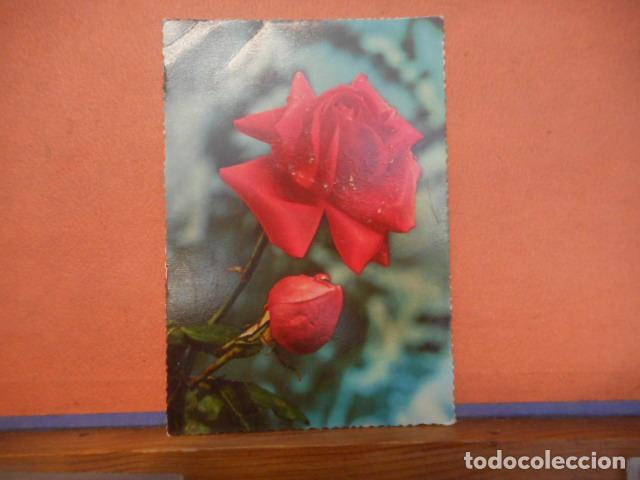 Postales: BONITA POSTAL CIRCULADA. ROSA - Foto 1