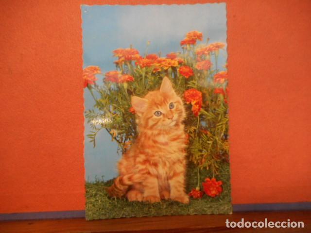 Cartes Postales: BONITA POSTAL CIRCULADA. GATO ENTRE FLORES