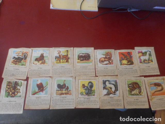 Postais: LOTE DE CROMOS DE NATURALEZA.