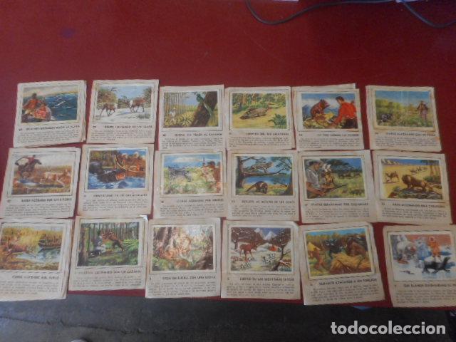 Postais: LOTE DE CROMOS DE NATURALEZA CONTRA EL HOMBRE.