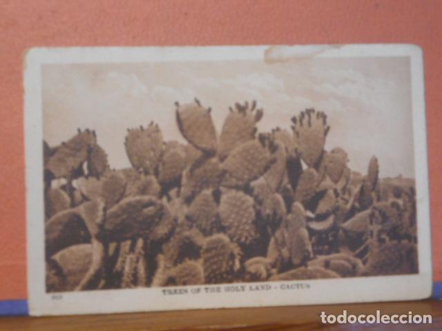 Postais: BONITA POSTAL NUEVA. TREES OF THE HOLY LAND. CACTUS