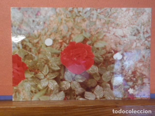 Postais: BONITA POSTAL NUEVA. FLOR ROJA