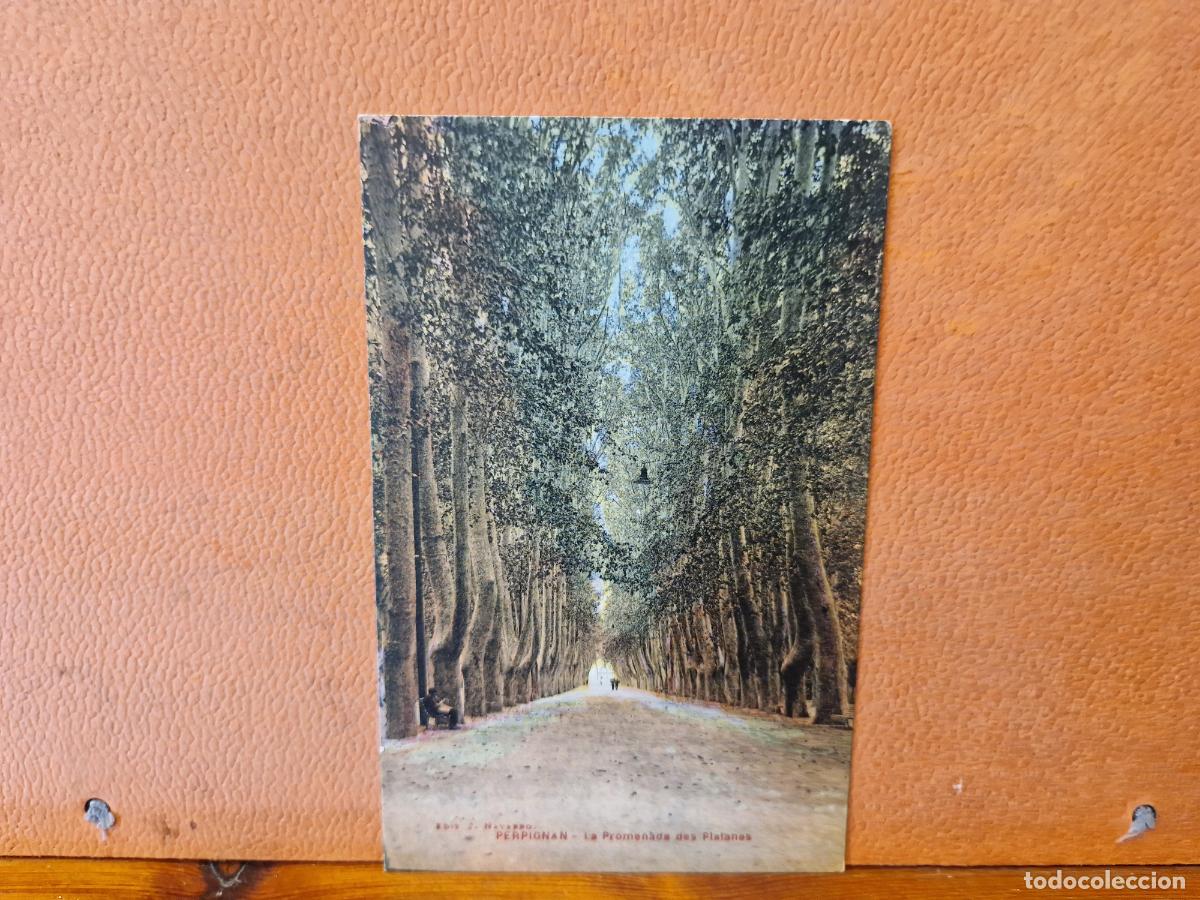 Cartes Postales: BONITA POSTA NUEVA. PERPIGNAN. LA PROMENADE DES PLATANES