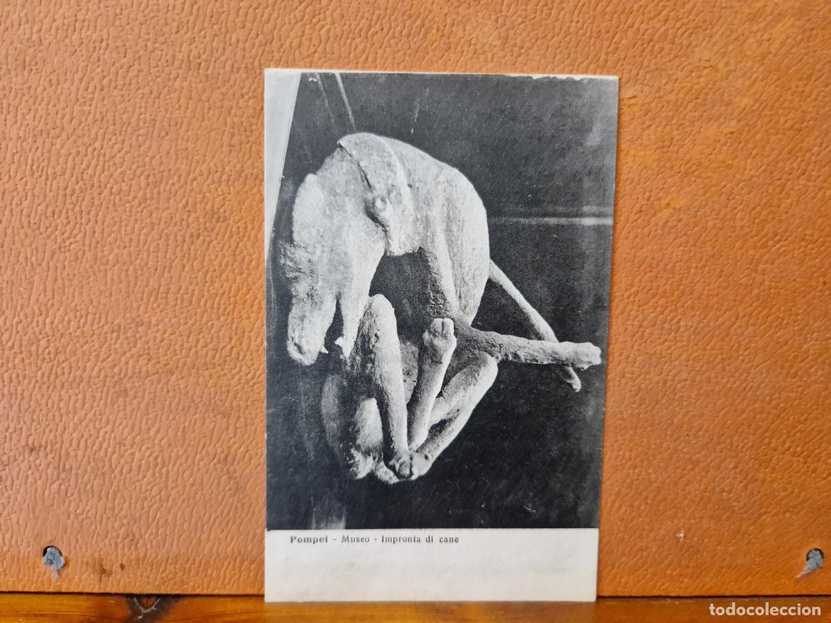 Postkarten: BONITA POSTA NUEVA. POMPEI. MUSEO. IMPRONTA DI CANE