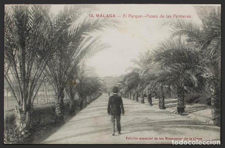 Postales: M&aacute;laga. MALAGA. Paseo de las Palmeras. - Foto 1