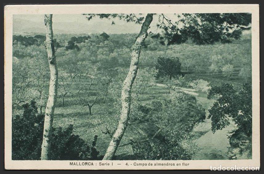 Postales: Baleares. MALLORCA. Campo de almendros en flor. - Foto 1