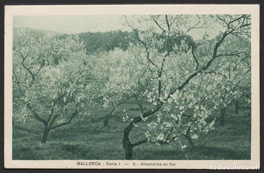 Postales: Baleares. MALLORCA. Campo de almendros en flor. - Foto 1