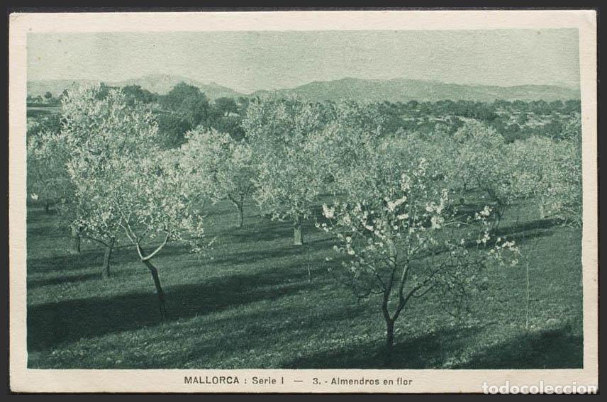 Postales: Baleares. MALLORCA. Campo de almendros en flor. - Foto 1