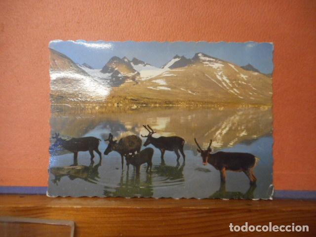 Postales: BONITA POSTAL CIRCULADA. RENAR VID. - Foto 1