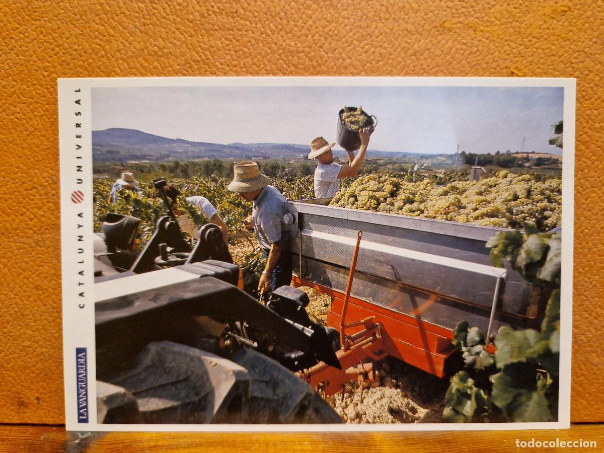 Postkarten: BONITA POSTAL NUEVA. CATALUNYA UNIVERSAL. VENDIMIA EN SANT SADURN&Iacute; D'ANOIA