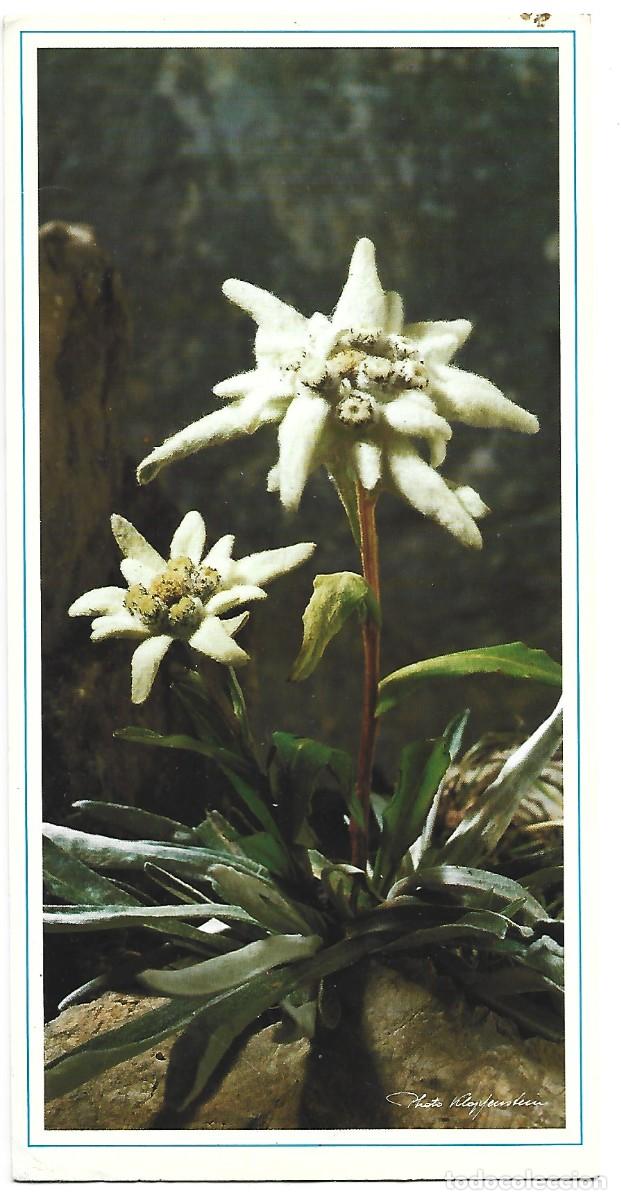 Postales: EDELWEISS ( LEONTOPODIUM ALPINUM ).- ETOILE DES ALPES