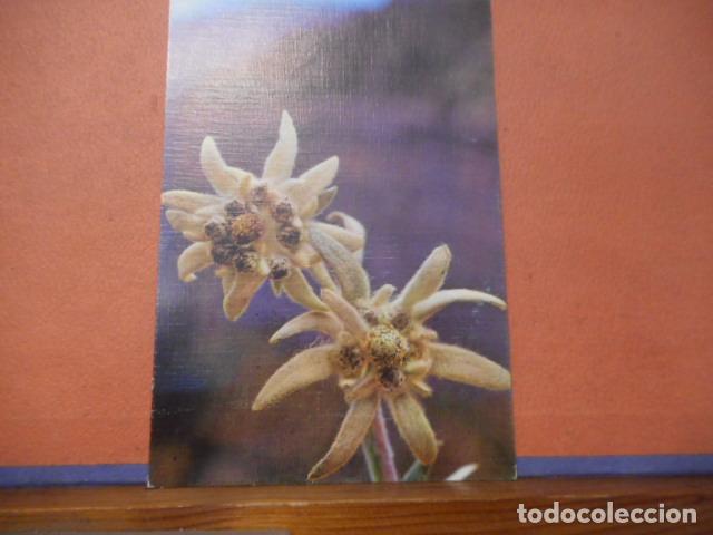 Cartoline: BONITA POSTAL CIRCULADA. FLOR DE NIEVE