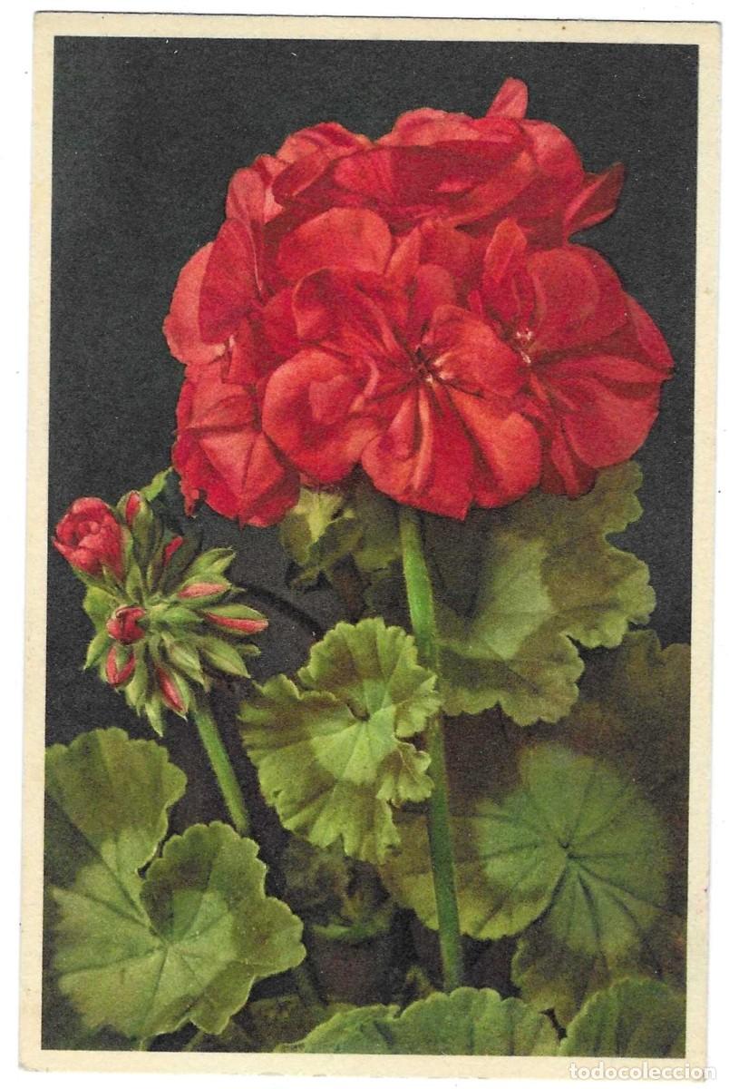 Postais: Postal Flores. Geranio. 7-flor6