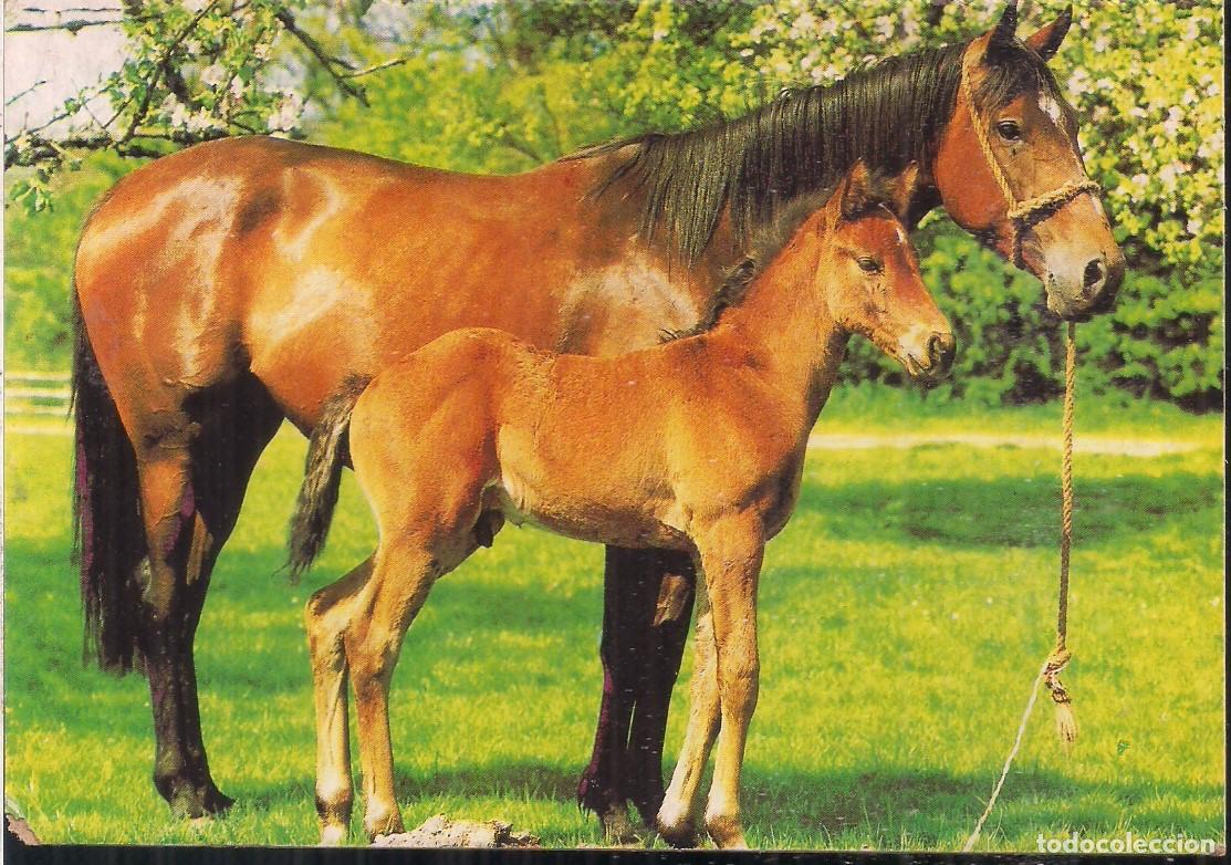 Postales: POSTAL, CABALLOS. G.F.G. EDITOR - Foto 1