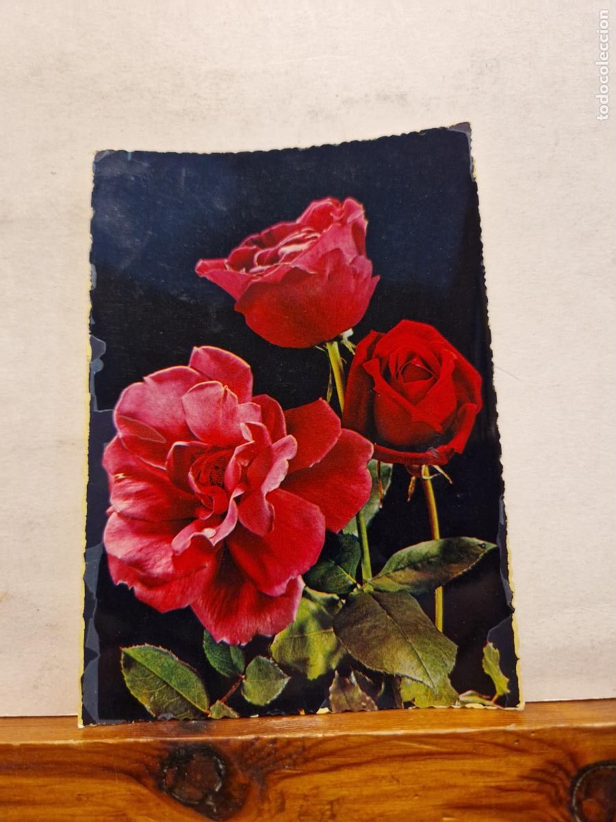 Postales: BONITA POSTAL CIRCULADA. ROSAS