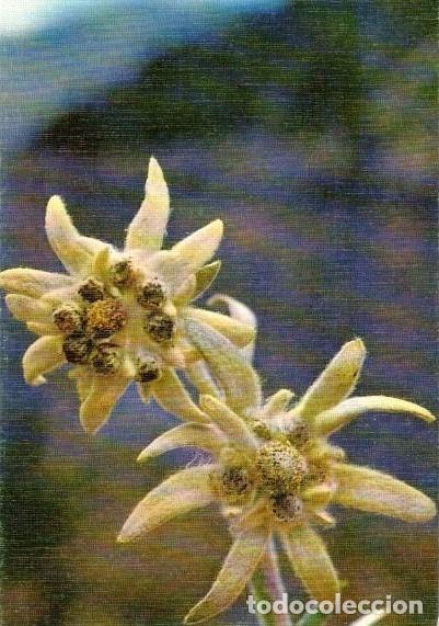 Postales: :::: Z477 - POSTAL - FLOR DE EDELWEIS - Foto 1