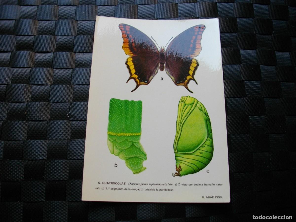 Postais: POSTAL DE MARIPOSAS - BONITAS VISTAS- LA DE LA FOTO VER TODAS MIS POSTALES