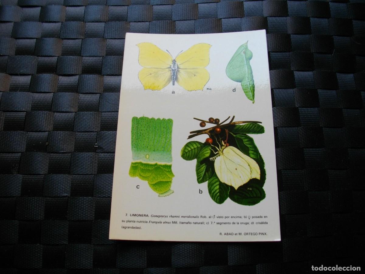 Postais: POSTAL DE MARIPOSAS - BONITAS VISTAS- LA DE LA FOTO VER TODAS MIS POSTALES