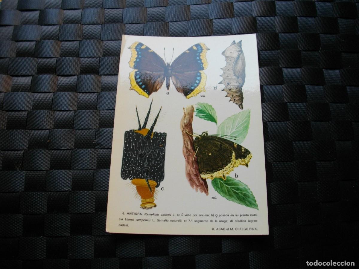 Postais: POSTAL DE MARIPOSAS - BONITAS VISTAS- LA DE LA FOTO VER TODAS MIS POSTALES