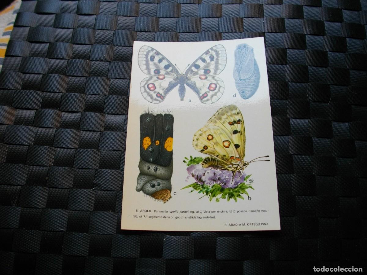 Postais: POSTAL DE MARIPOSAS - BONITAS VISTAS- LA DE LA FOTO VER TODAS MIS POSTALES