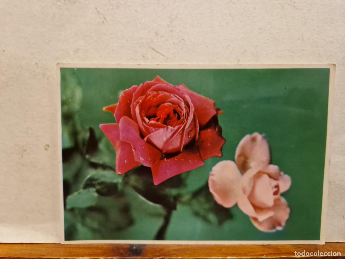 Postales: BONITA POSTAL CIRCULADA. ROSAS