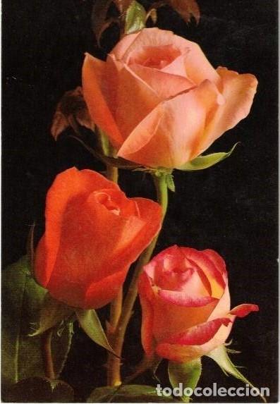 Postales: :::: VF110 - POSTAL - ROSAS - Foto 1