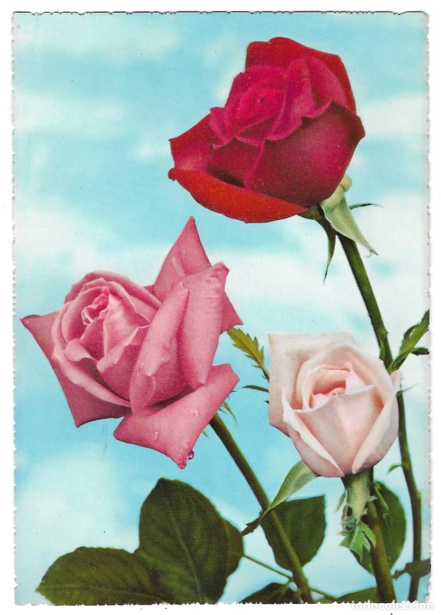 Postcards: Postal Flores. 7-flor27