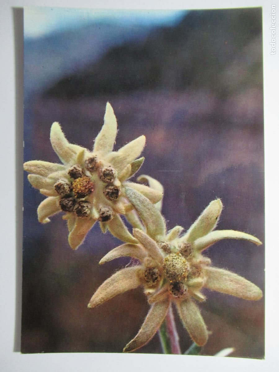 Postales: Flor de Nieve - Edelweis - Foto 1