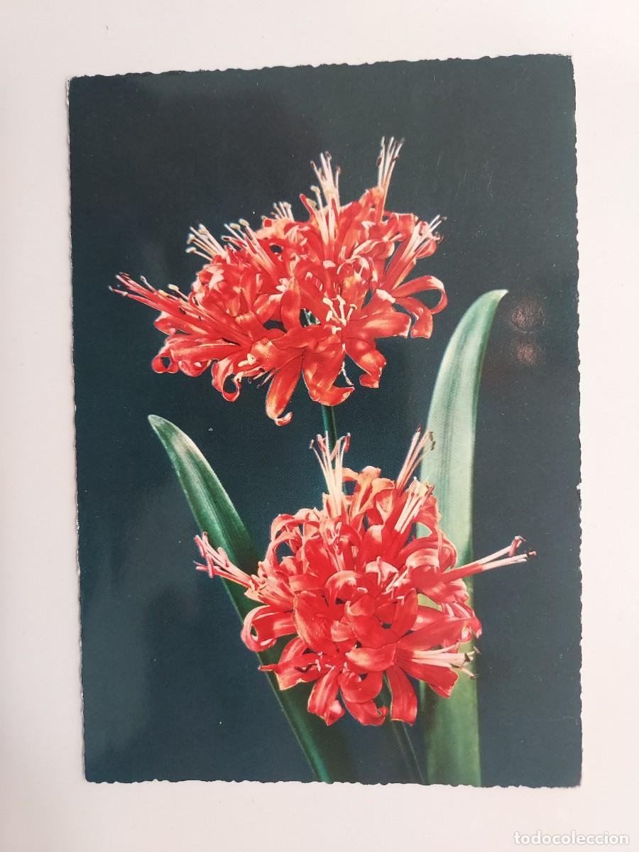 Postales: POSTAL FLORES ROJAS. SIN CIRCULAR. KRUGER - Foto 1